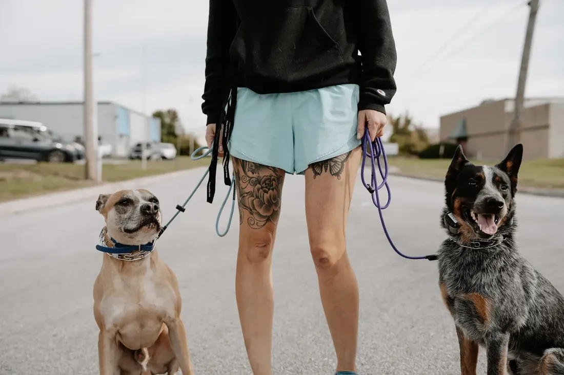 Trainer working two dogs