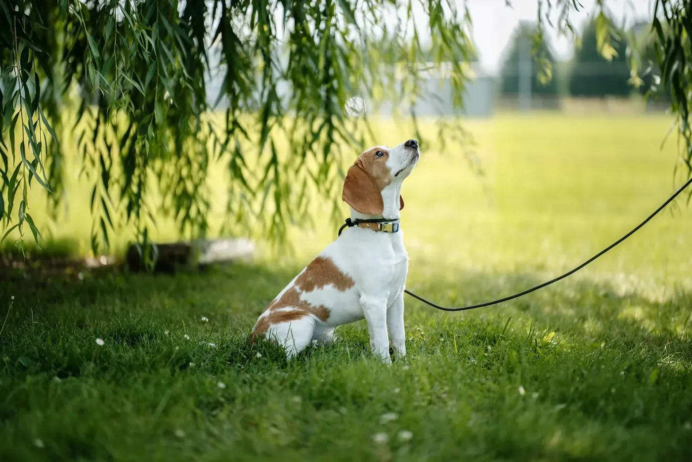 Beagle sitting on leash under a willow tree