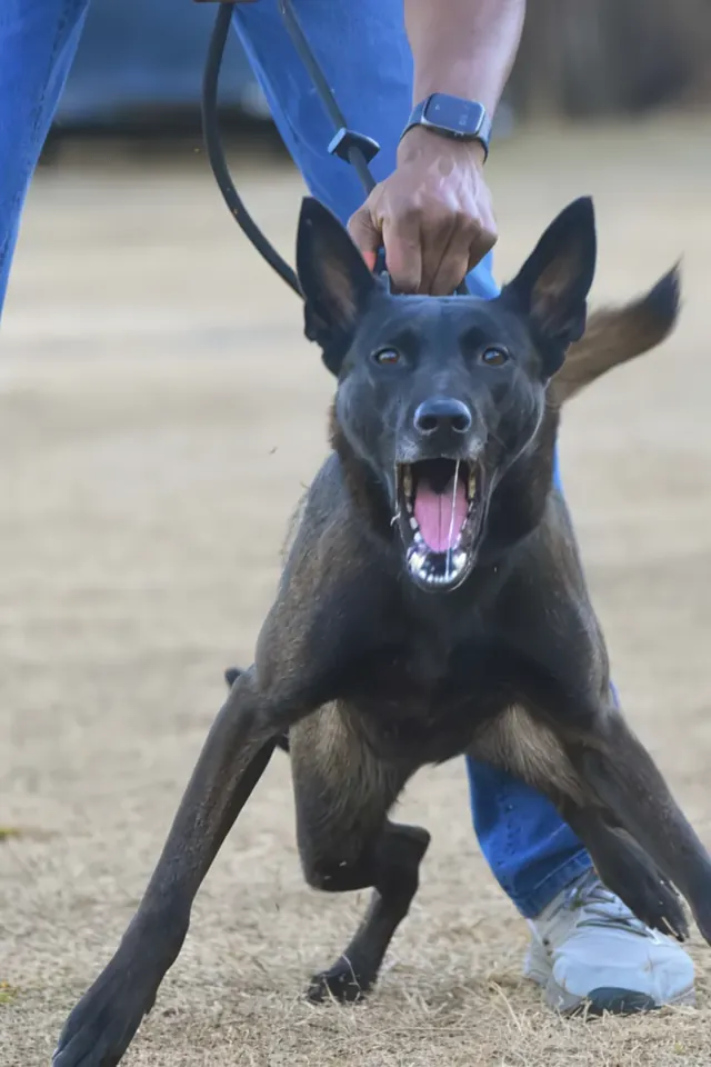 Reactive dog barking and lunging on leash
