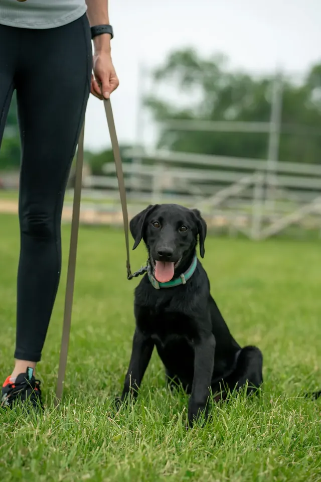 Black Lab sitting at heel beside its handler