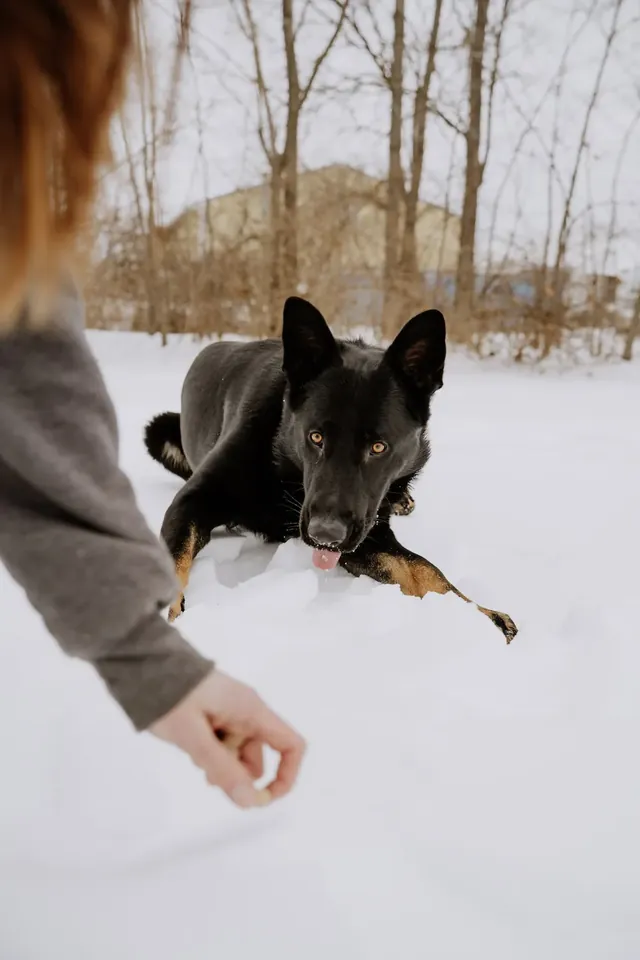 Trainer giving a hand signal to a dog in a down