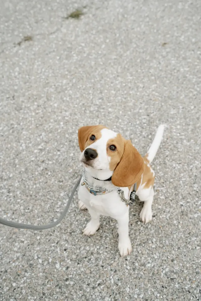 Beagle puppy sitting and looking up