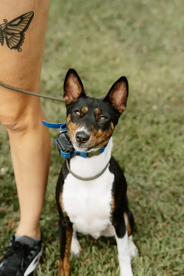 Dog sitting calmly beside its handler