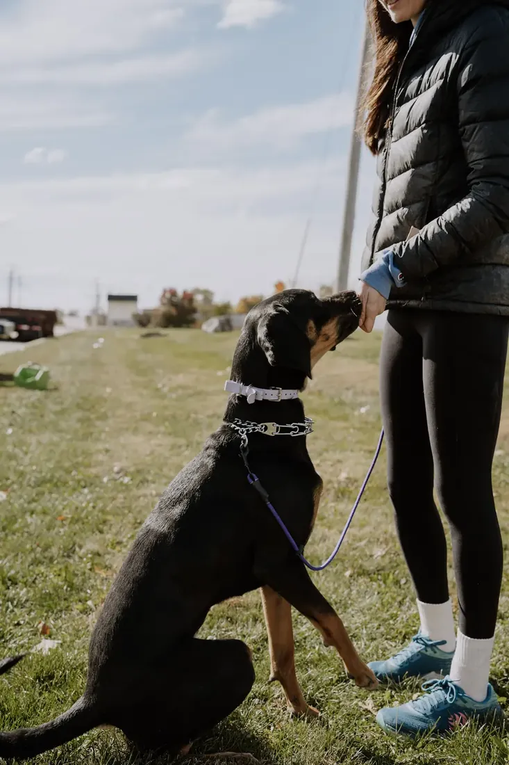 Trainer rewarding a dog during a training session