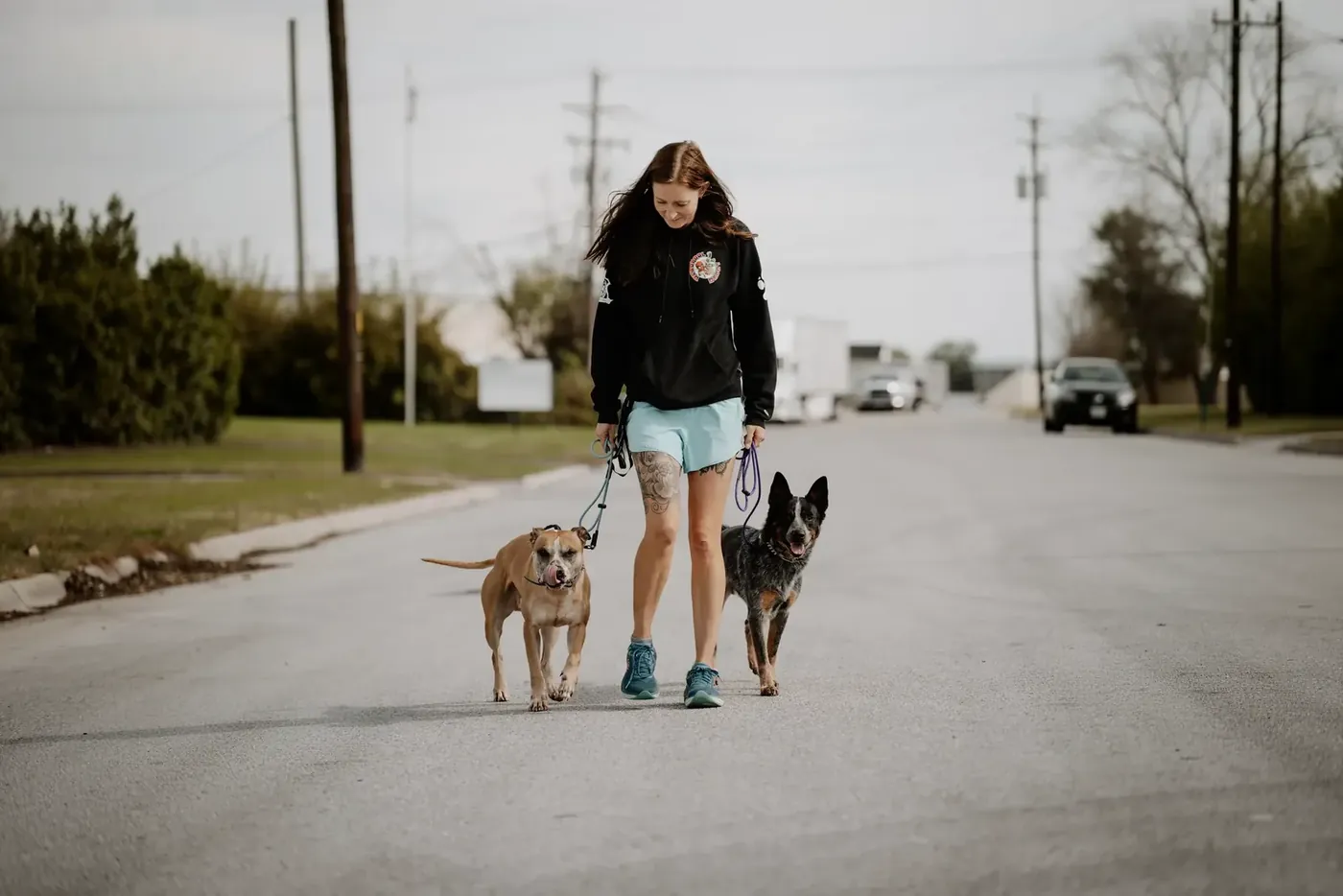 Trainer walking two dogs calmly down a road
