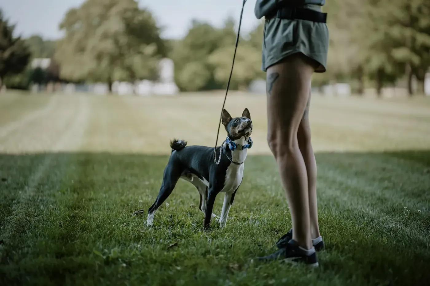 Dog training on leash with a trainer
