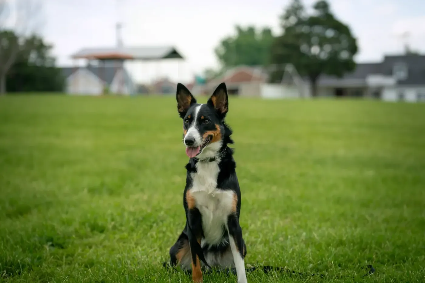 Dog sitting and looking up at its trainer