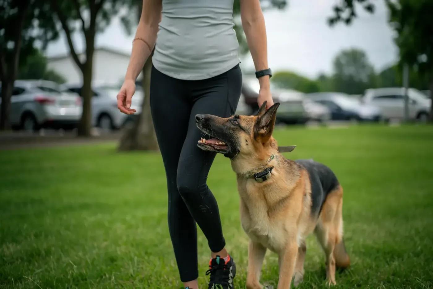 German shepherd standing beside its handler