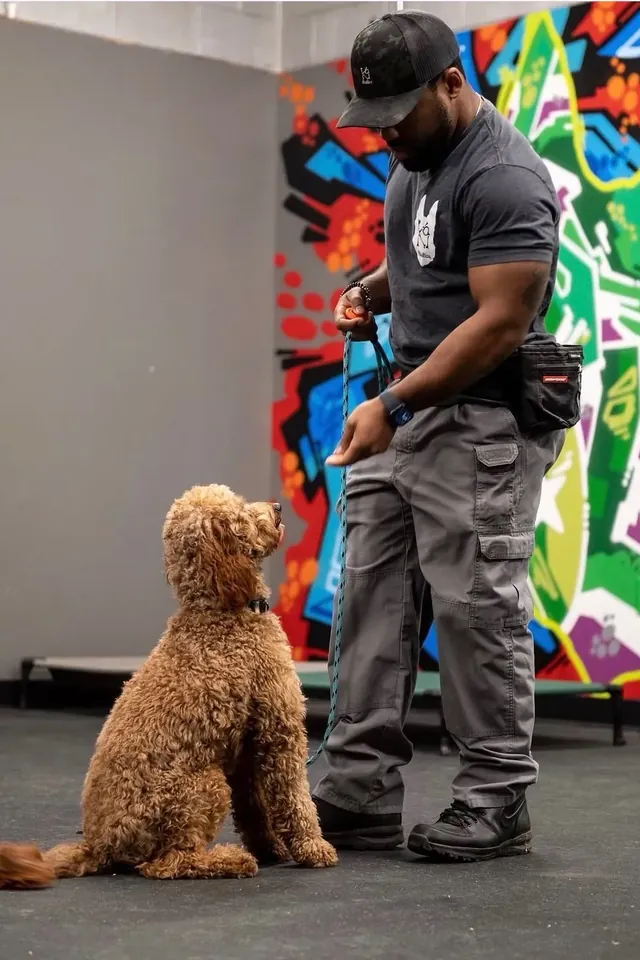 K9aholics trainer with a goldendoodle at the training facility