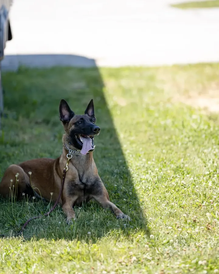 Belgian Malinois lying in the grass